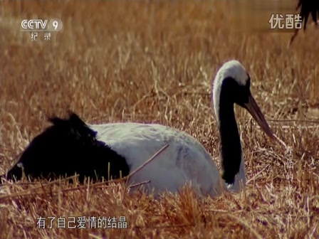 [图]【CCTV纪录片】野性的呼唤(全五集) -生动讲述中国丰富的野生动物