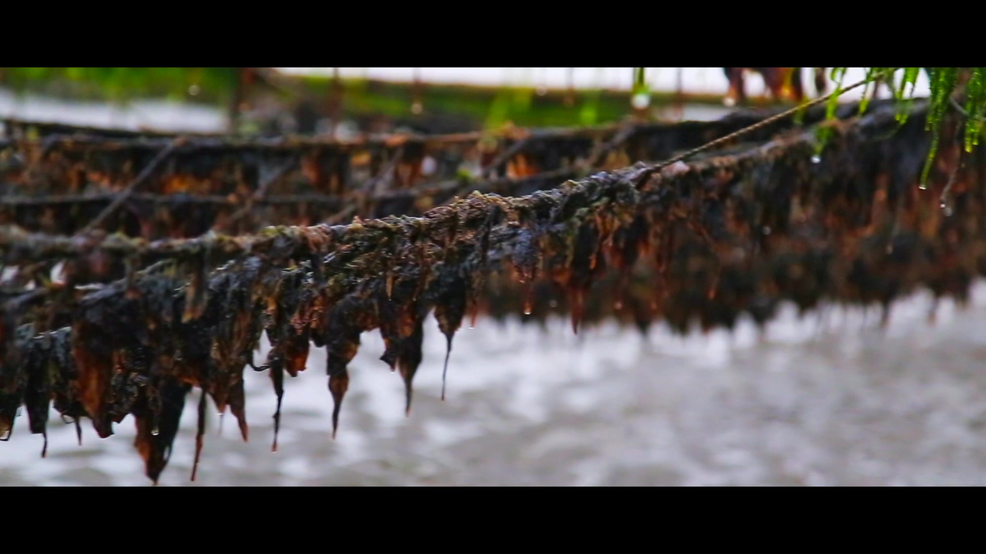 【纪录片】海的味道:所以你真的知道从小吃到大的紫菜是怎么来的嘛!