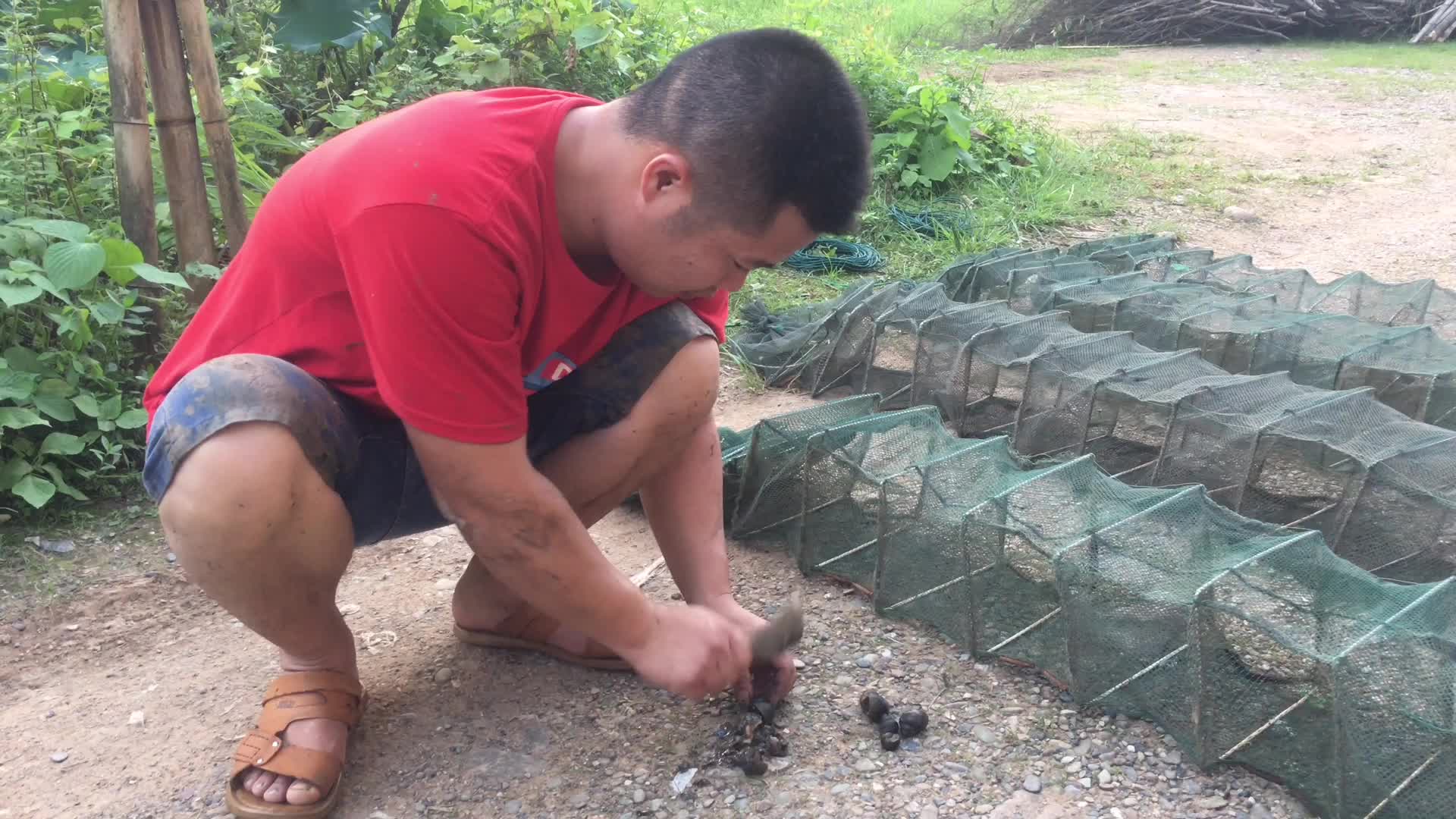 放地笼用这诱饵,效果真的一级棒,不花钱,还能有喜人的收获_哔哩哔哩