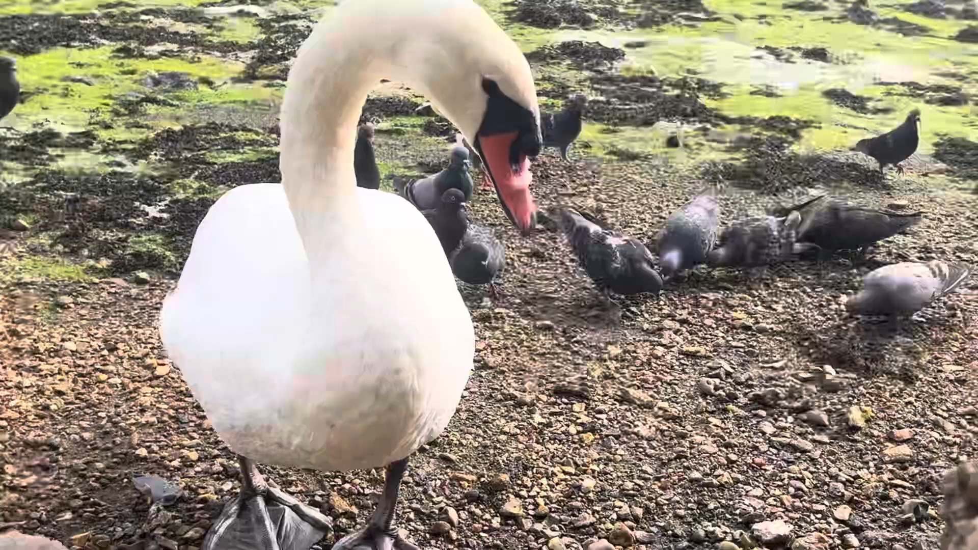 家庭餵食优雅天鹅