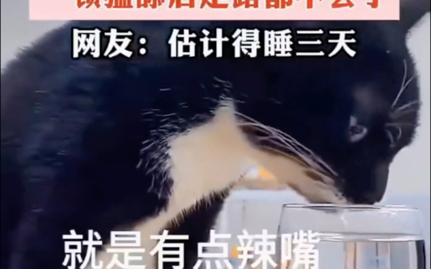 猫咪喝酒 喝醉了太搞笑了 可爱哭笑不得𐟥𒥓”哩哔哩bilibili