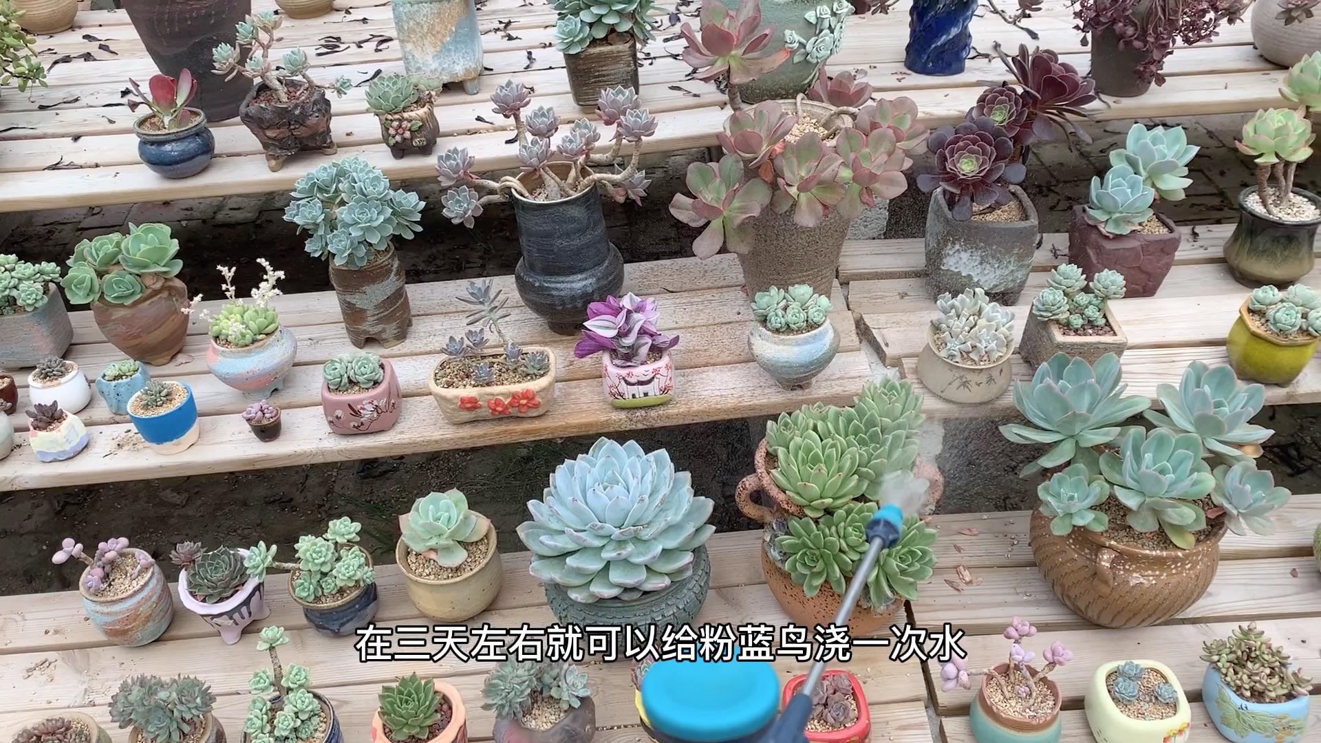 多肉植物之粉蓝鸟养护纯干货哔哩哔哩bilibili