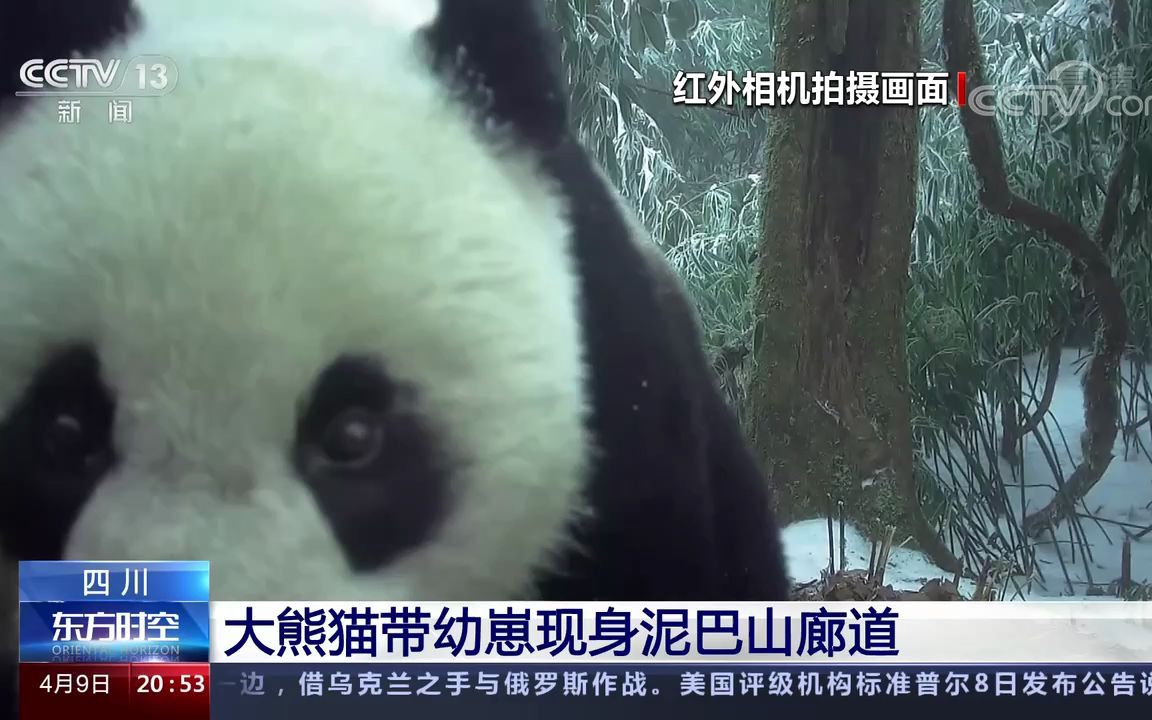 [图]【野生大熊猫】 大熊猫带幼崽现身泥巴山廊道