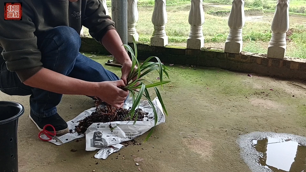 五月雨季,给兰友分苗建兰名品仙山红,介绍一下植料!