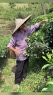 1天挣100元！95岁采茶奶奶分享长寿秘诀：餐餐要吃肉，天天要运动