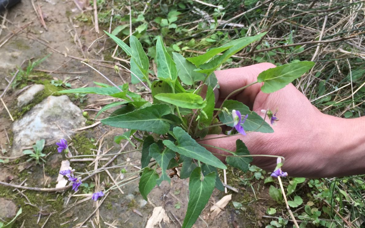 [图]田间小溪边珍贵而稀少的野草，听说全身上下都是宝，你有见过吗？