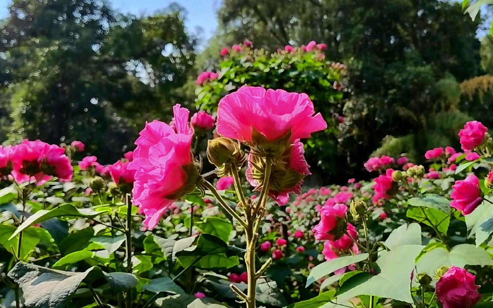 [图]成都植物园：芙蓉花开艳秋韵