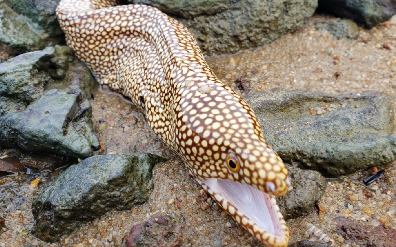 大退潮后海边乱石搁浅凶猛土龙,力大无穷,乡仔费大劲才把它降服