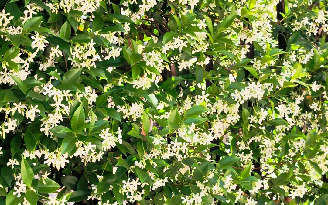 老外婆看世界--401 络石花 323(236)