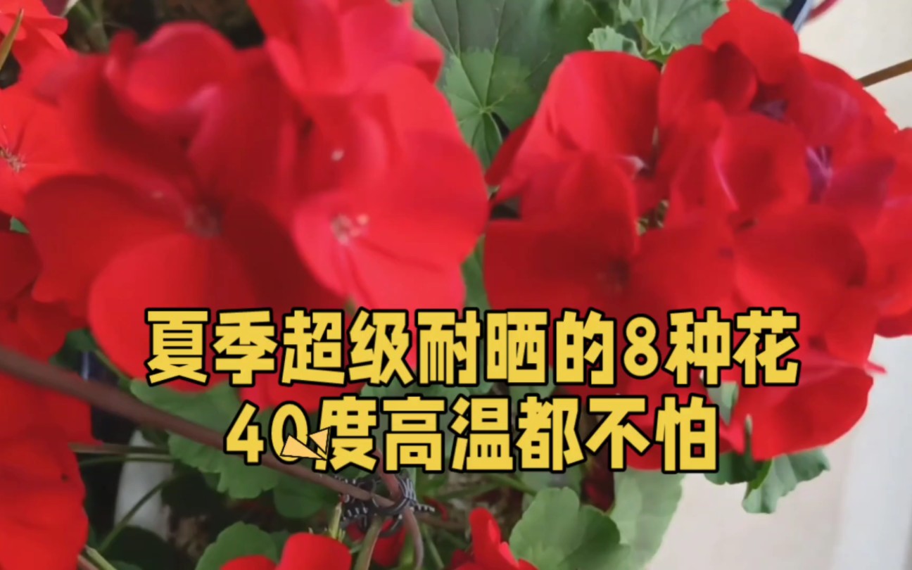 养花10年,发现8种花“超耐晒”,40℃高温也能“爆盆”哔哩哔哩bilibili