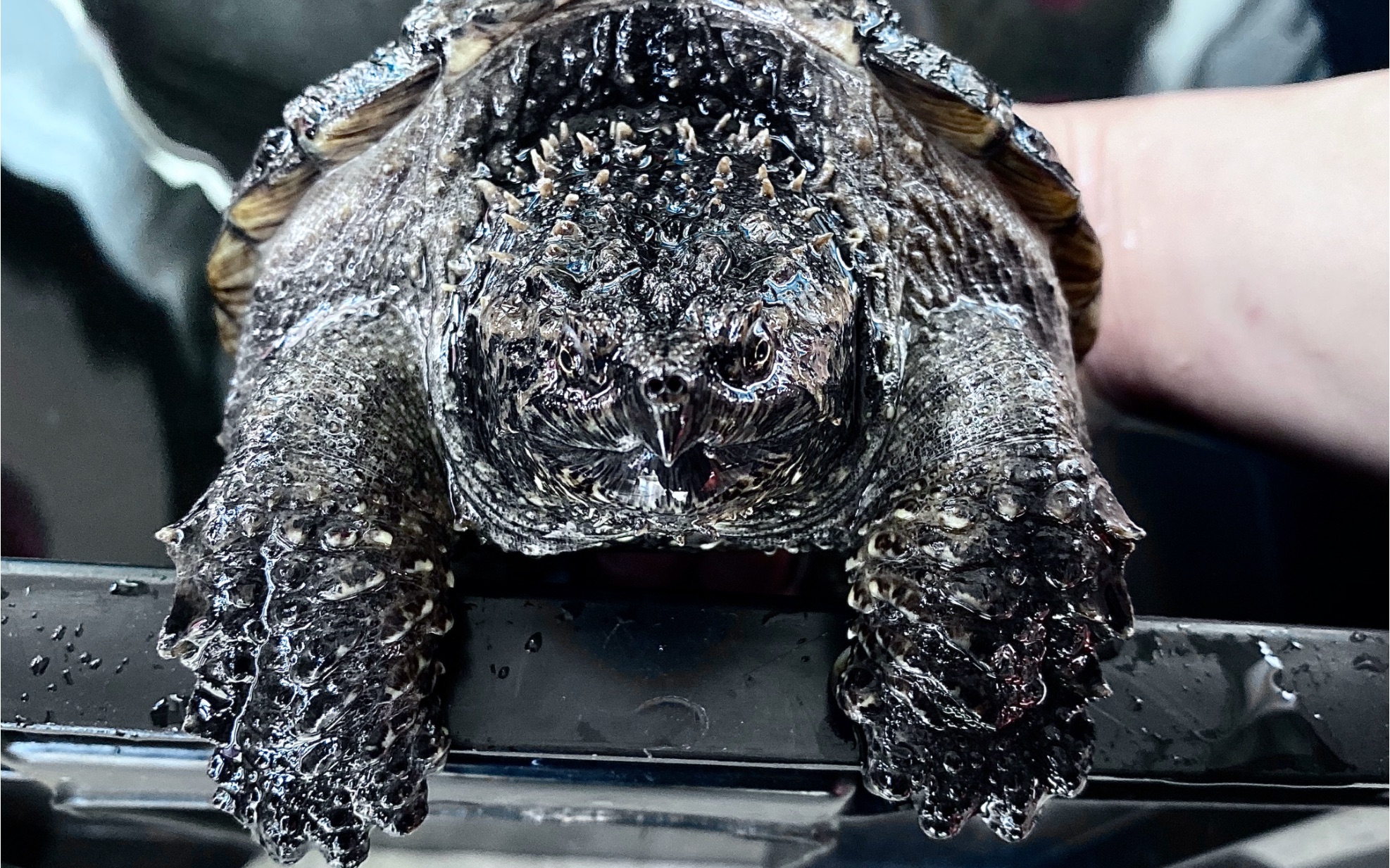 墨麒麟-佛鳄_哔哩哔哩 (゜-゜)つロ 干杯~-bilibili