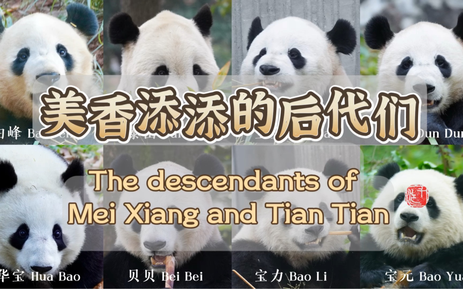 大熊猫美香和添添的后代们,二代加三代共9只,家谱见视频第二帧.