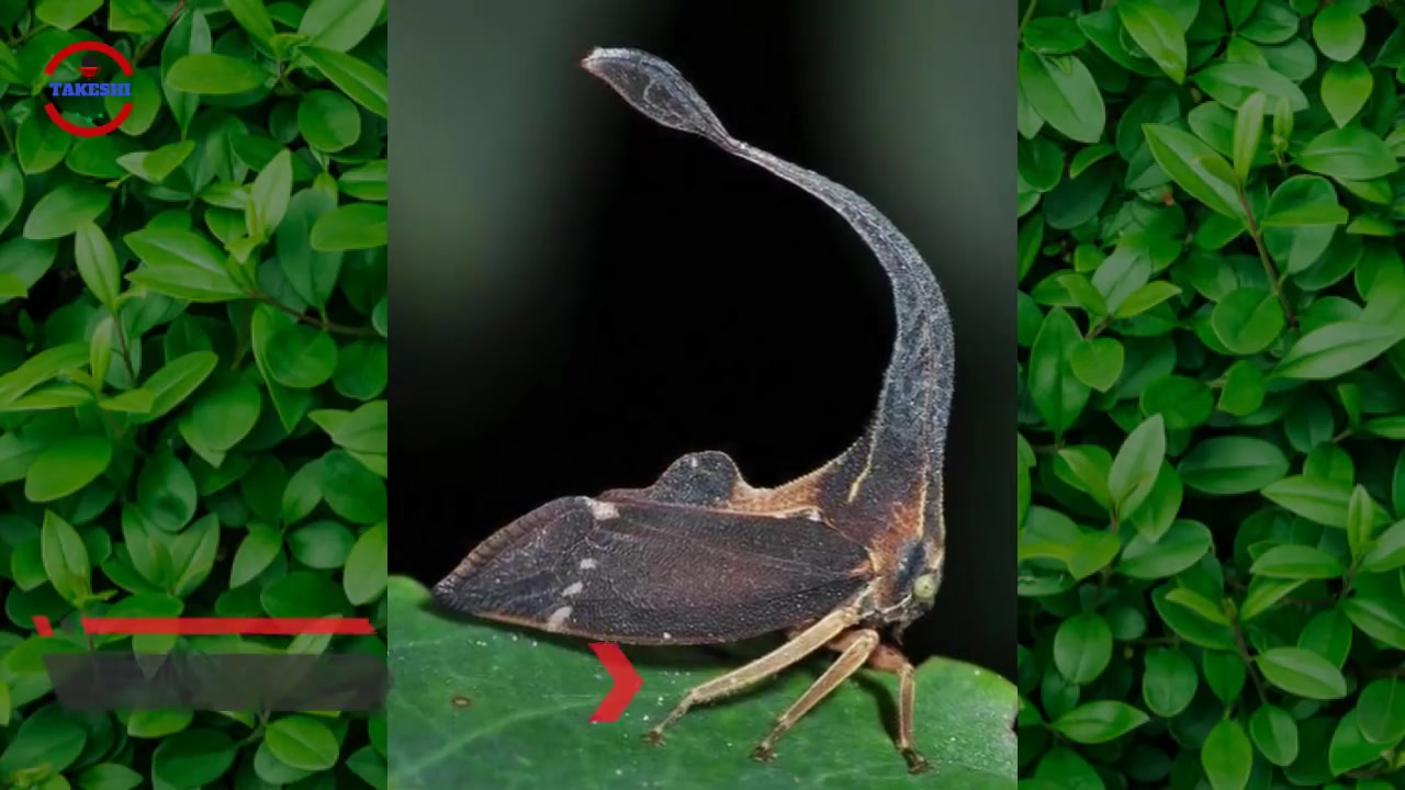 长的像异形的怪异昆虫世界之大无奇不有