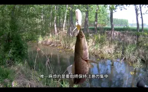 Скачать видео: 雷强打黑，亮水标点。使用软虫飘落，逗几下，就给口！