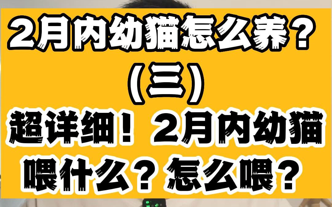 12月内幼猫喂什么?怎么喂?幼猫喂养指南哔哩哔哩bilibili