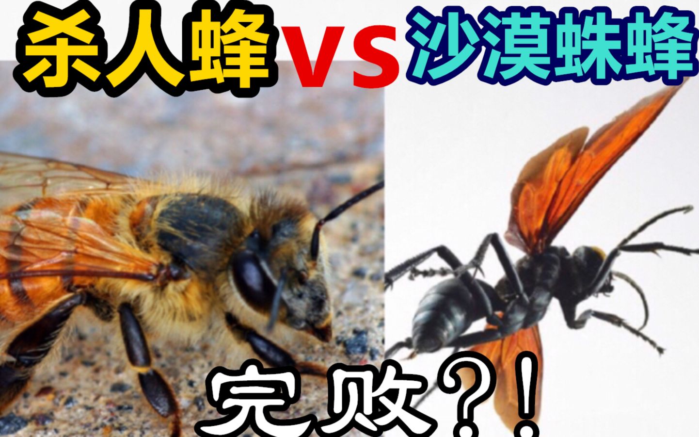 [图]杀人蜂VS沙漠蛛蜂 竟然完败?! 杀人蜂到底多危险？！