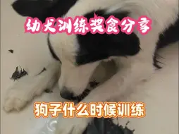 下载视频: 幼犬什么时候训练？训练用啥奖食？