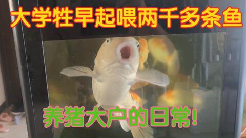 喂个鱼 早上的我不能赖床 有锦鲤 金鱼 青鳉 斗鱼还有燕鱼等着我去投喂 聊聊大学牲对观赏鱼的一点点小小见解 哔哩哔哩