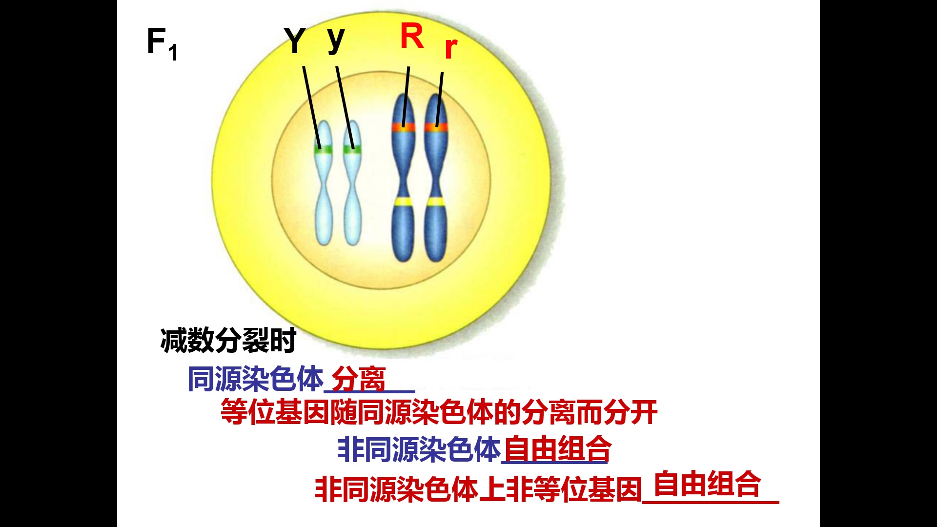 基因的连锁和交换定律哔哩哔哩bilibili