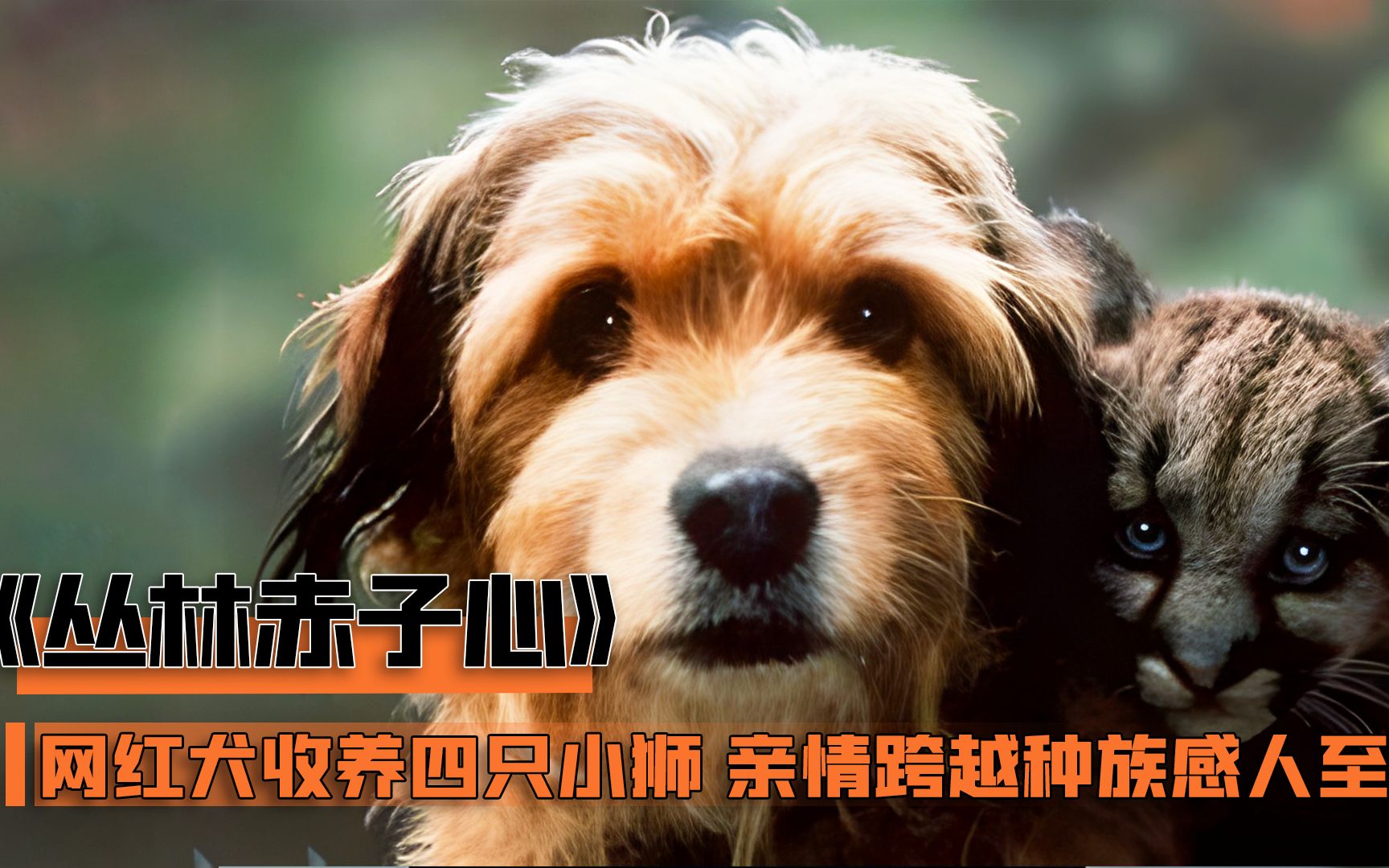 [图]网红犬与狼搏斗，只为收养狮子，亲情跨越种族感人至深！奇幻