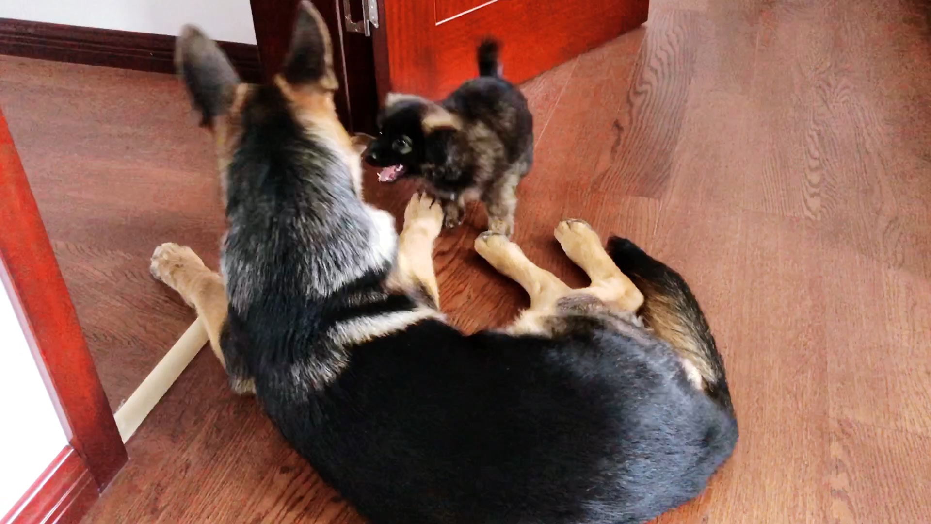 【德牧与小土狗】陪伴是最长情的告白,萨内与小萌从初识到老友