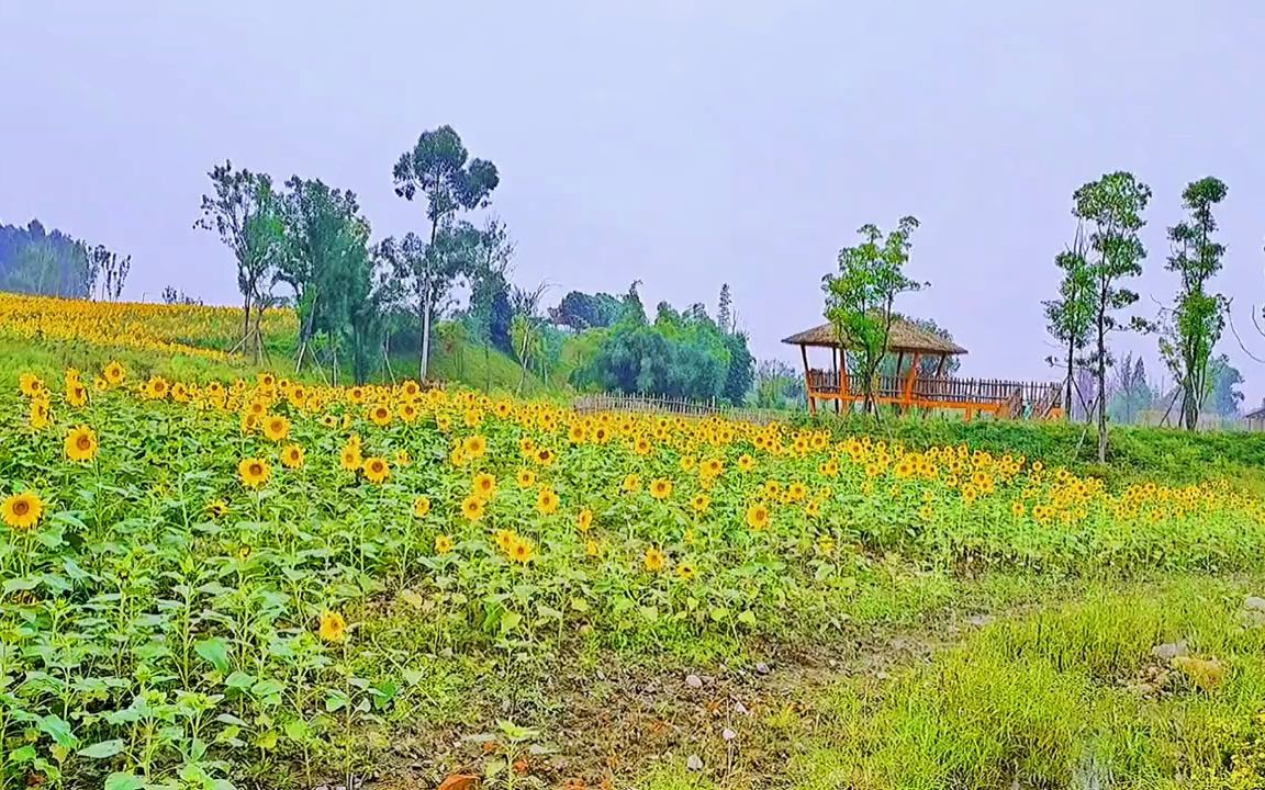 騎車一小時,就為了看這小小一片向日葵花海#抖音帶你去賞花