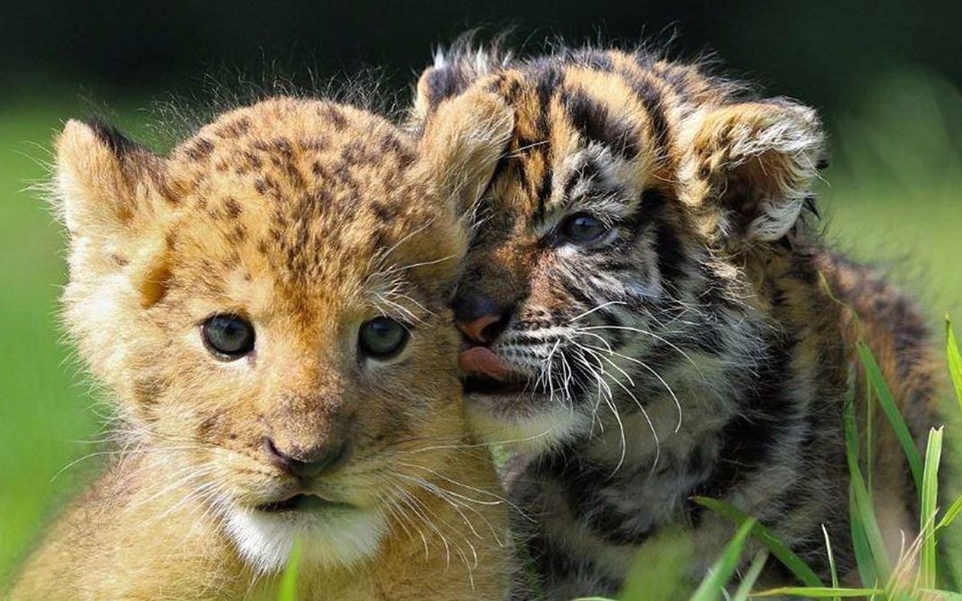 狮子幼崽和老虎幼崽 要吸两口吗