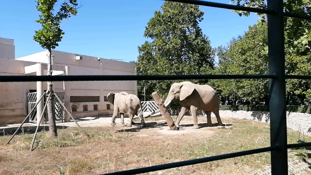 北京动物园象馆图片