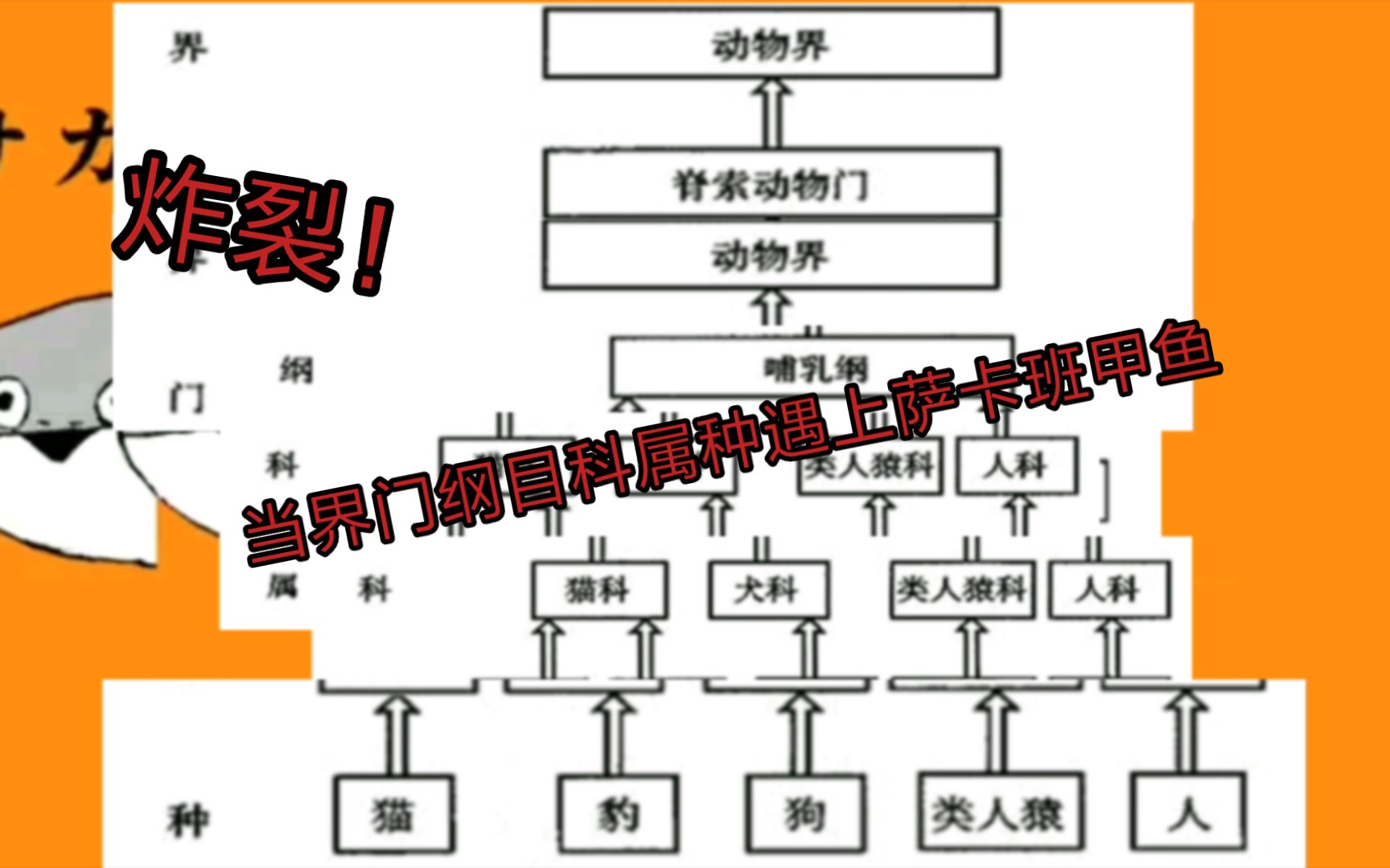 [图]炸裂！当界门纲目科属种遇上萨卡班甲鱼