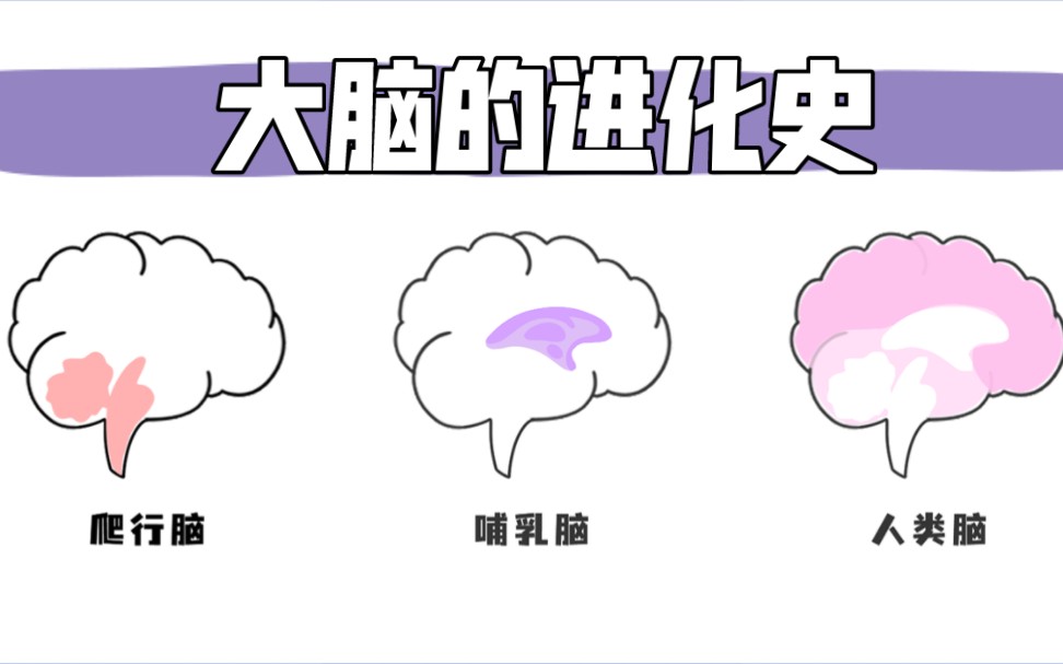 脑科学丨是你在控制大脑,还是大脑在控制你?(今天不谈哲学,只讲科学))哔哩哔哩bilibili