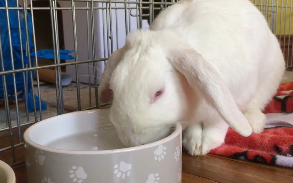 为什么兔子一喝水就会断肠死亡,看完才知道,涨知识了