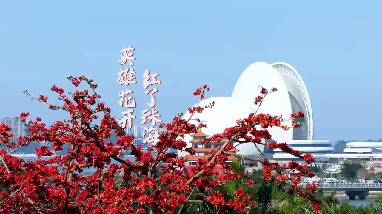 走进春天里,火红的木棉花悄然盛放,红了珠海!哔哩哔哩bilibili