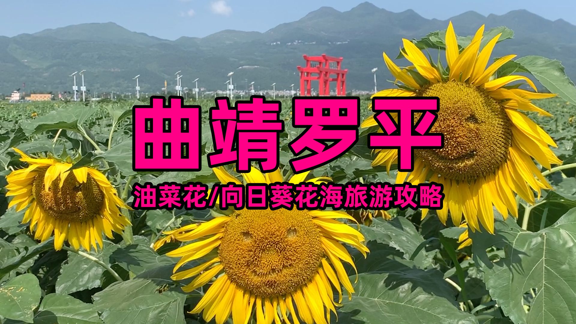 曲靖罗平  油菜花/向日葵花海旅游攻略哔哩哔哩bilibili