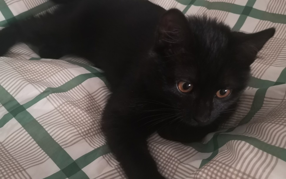 黑色奶猫甜音回应主人!