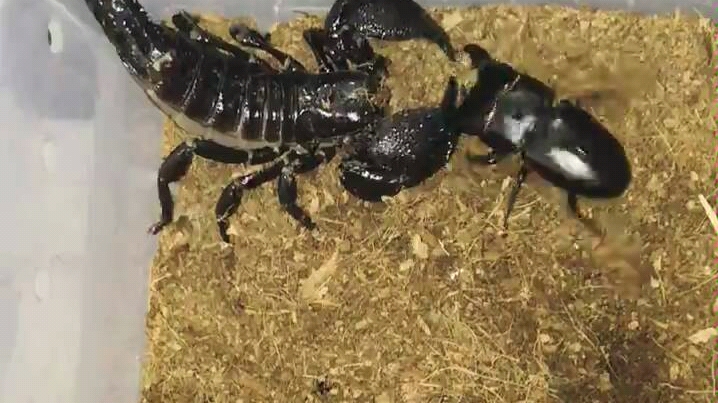 帝王蝎尝试捕食小中扁