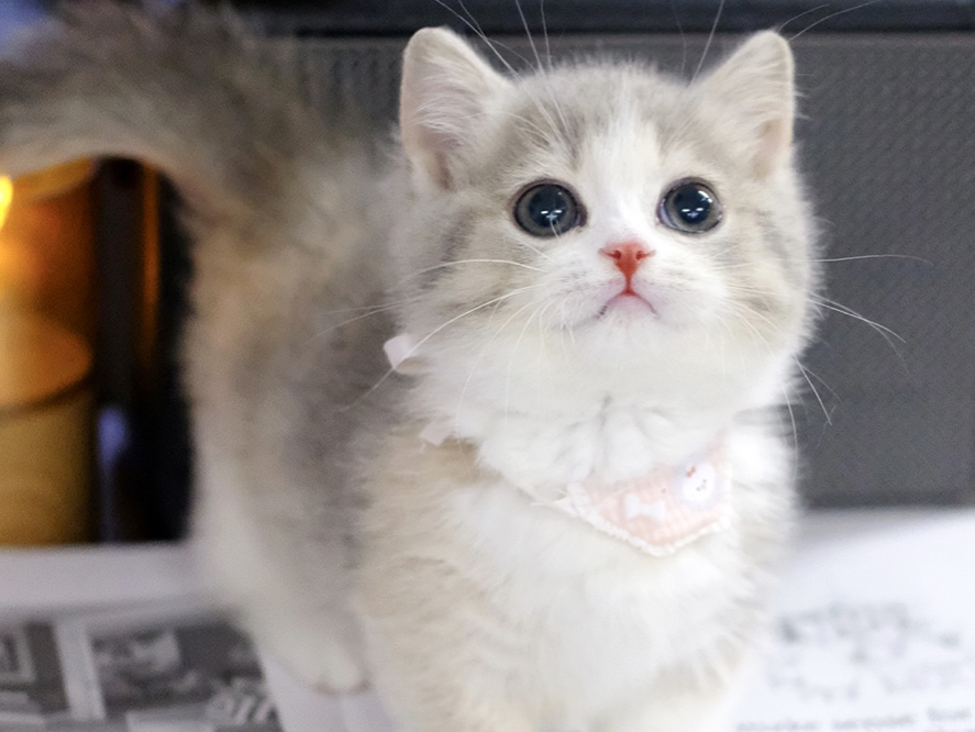 蓝金三花曼基康矮脚妹妹开脸满背五粉贴地矮,好完美呀