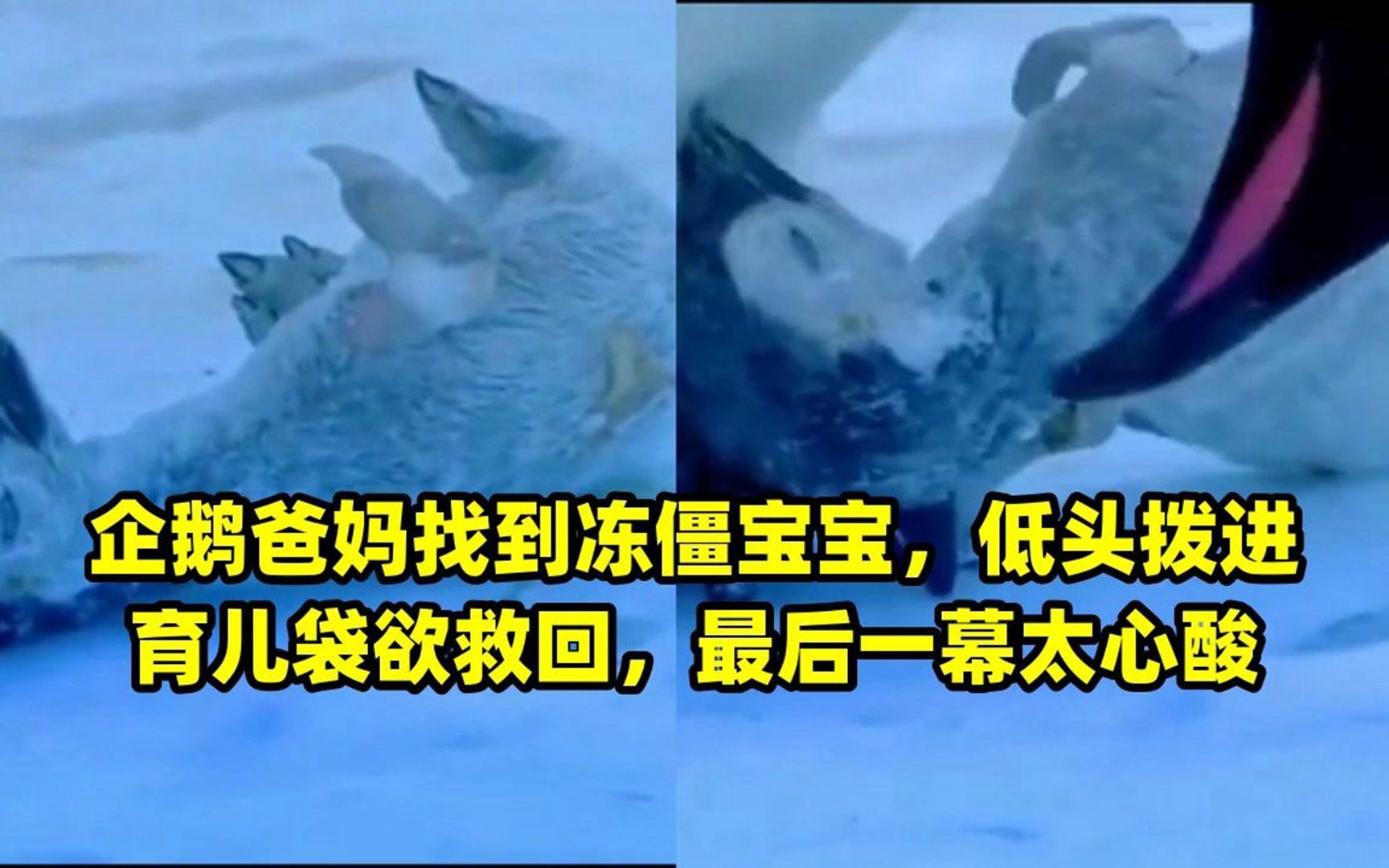 企鹅爸妈找到冻僵宝宝,低头拨进育儿袋欲救回,最后一幕太心酸