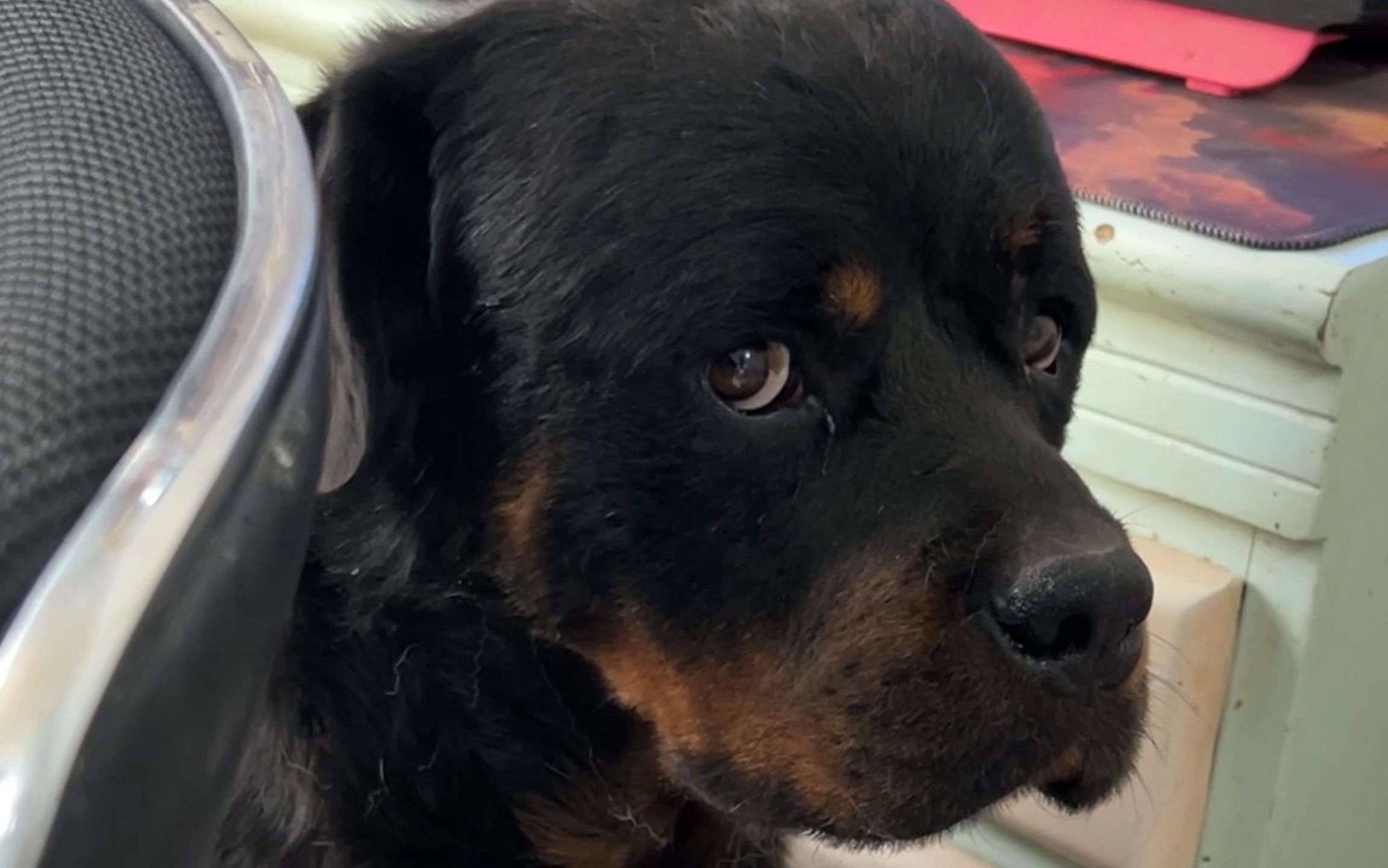 黑豹费了半天劲藏好的食物,被小丁和厂长无情的挖出来,气毁了