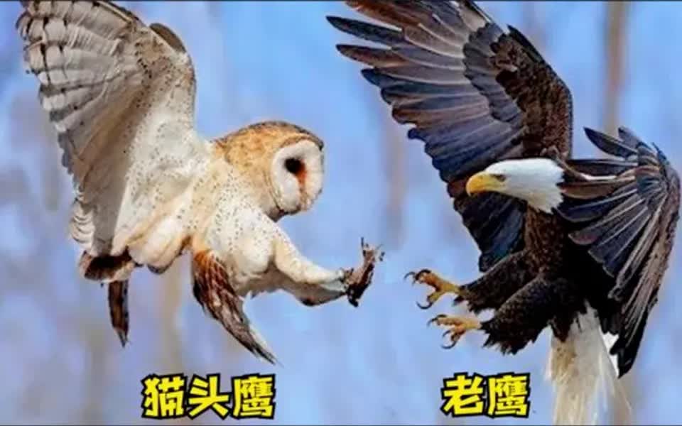 [图]鹰疯狂对决猫头鹰，一场血腥战斗被拍下，太残忍了！