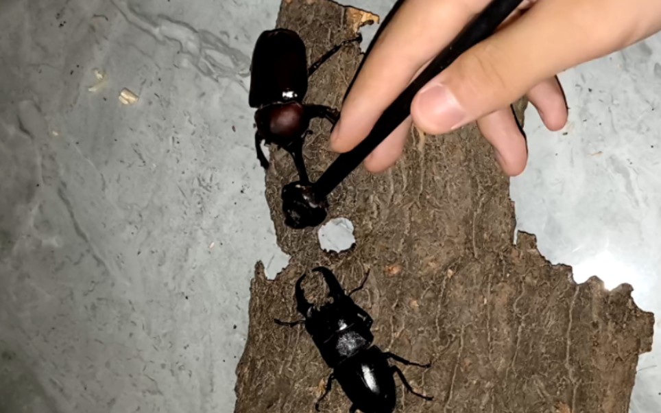 独角仙秒杀锹甲