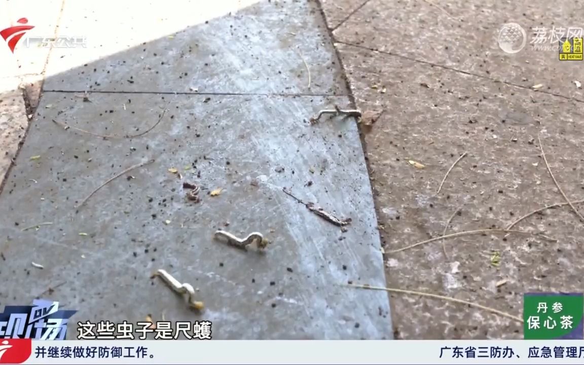 【粤语新闻】广州龙洞一小区大量尺蠖从凤凰木掉落 居民生活受困扰哔哩哔哩bilibili