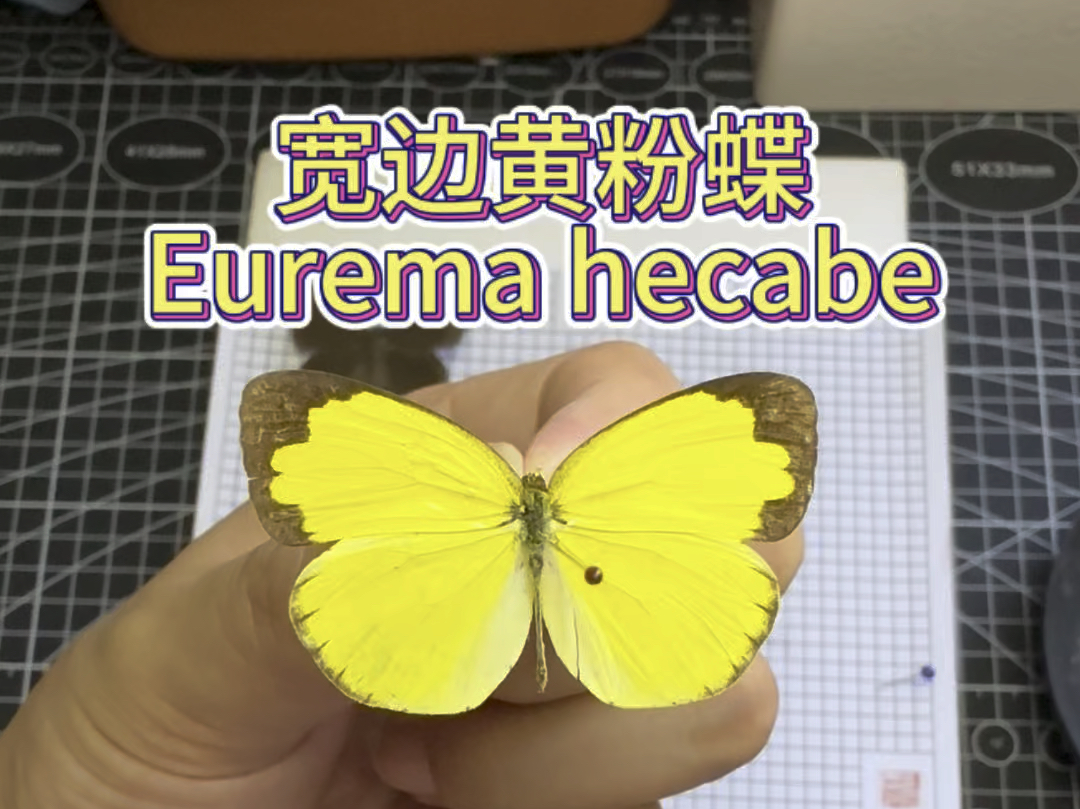 宽边黄粉蝶 Eurema hecabe哔哩哔哩bilibili