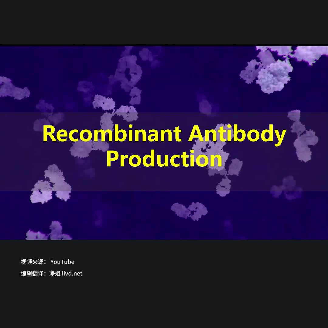 Recombinant Antibody Production哔哩哔哩bilibili