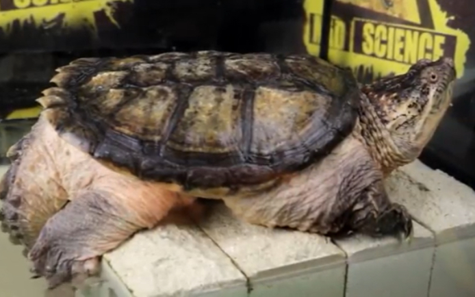 活动作品屋里的鳄龟狩猎和攻击吃了小老鼠