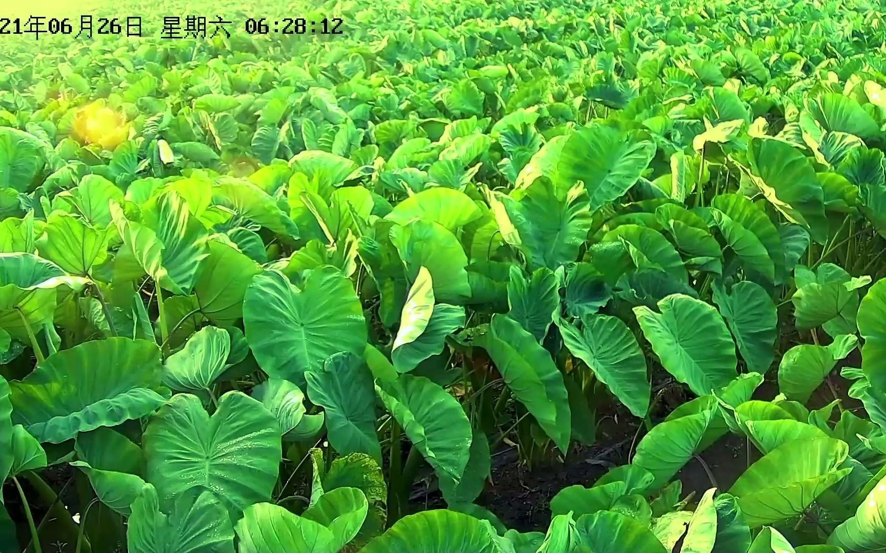 活动  6月下旬荔浦芋头的生长过程记录