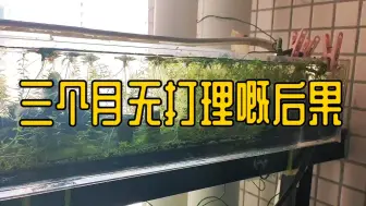 生态缸三个月没打理的后果...我想翻缸了...