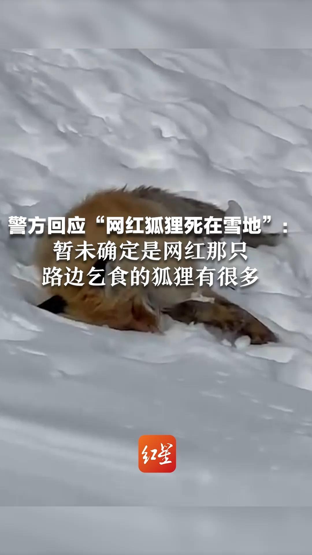 警方回应“网红狐狸死在雪地”:暂未确定是网红那只,路边乞食的狐狸有很多哔哩哔哩bilibili