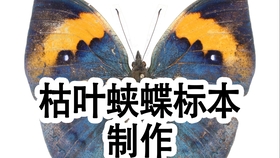 枯叶蛱蝶标本制作 哔哩哔哩 つロ干杯 Bilibili