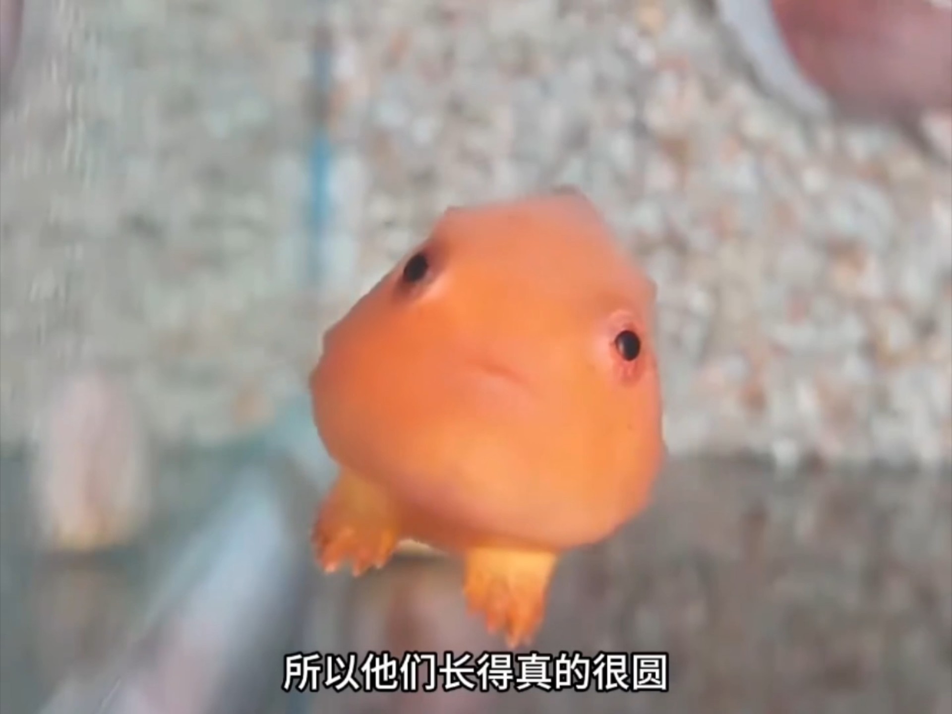 波妞的原型太平洋真圆鳍鱼,小时候好看,长大后好吃