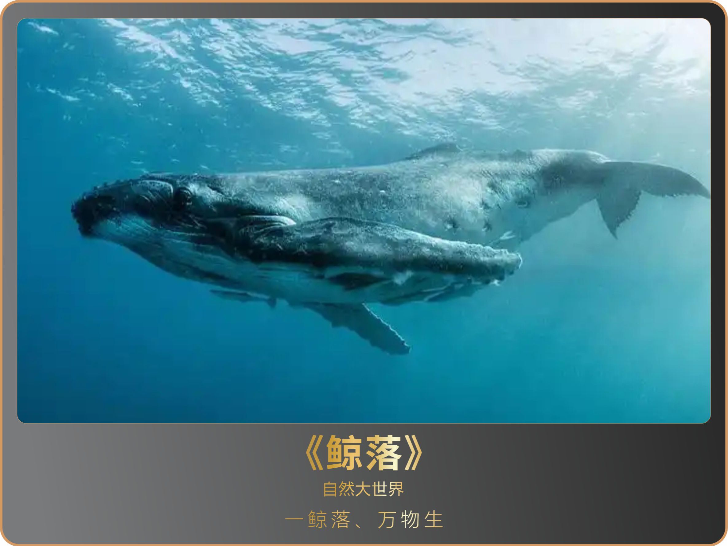 鲸落,深海中的"生命绿洲